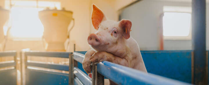 schwein Salmonellen beim Schwein antibiotika schwein Salmonellen beim Schwein antibiotika